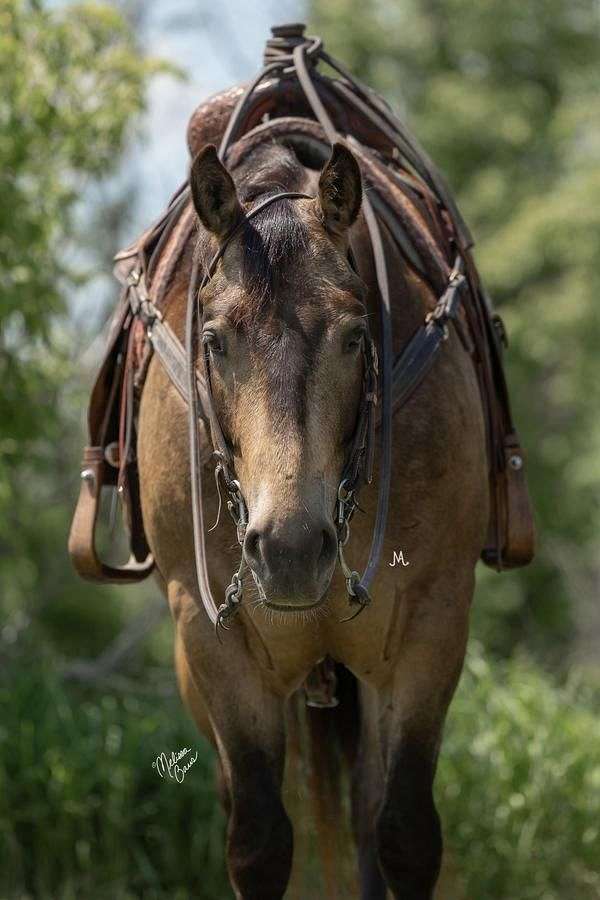 husband-safe-quarter-horse