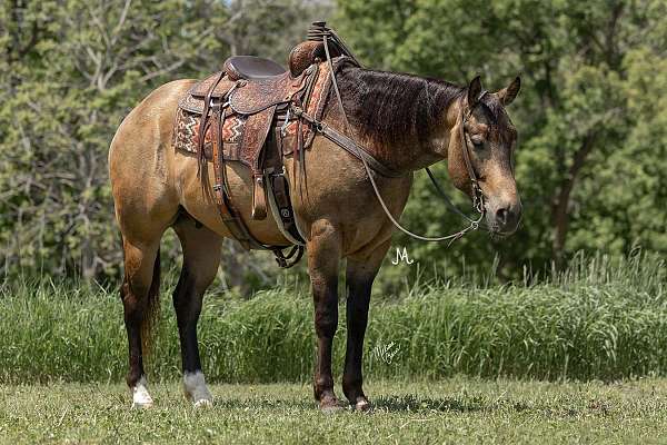 ranch-versatility-quarter-horse