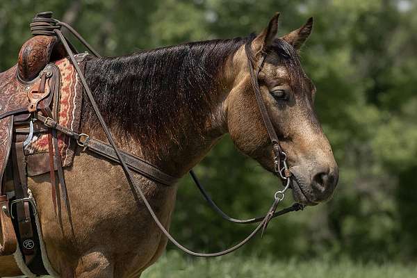 ranch-work-quarter-horse