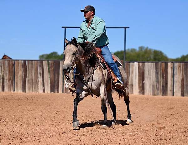 athletic-quarter-horse