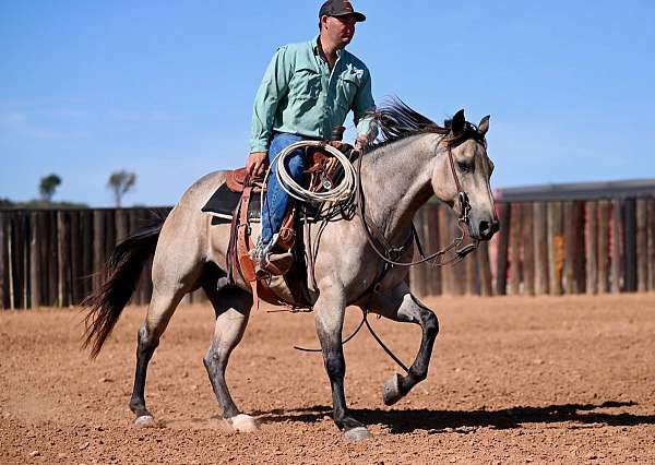 calf-roping-quarter-horse