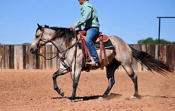 flashy-quarter-horse