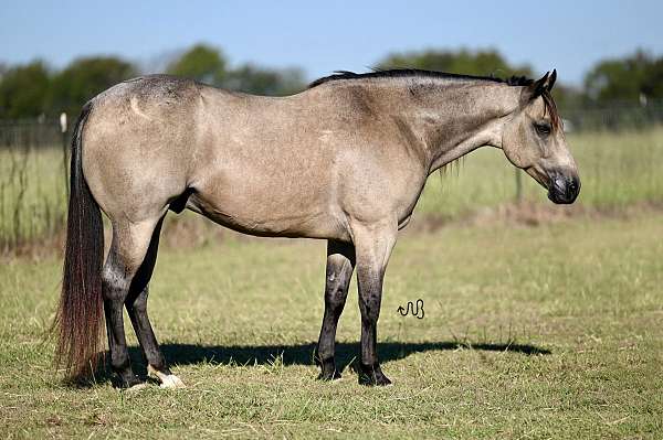 heel-quarter-horse