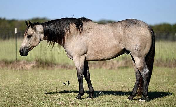 husband-safe-quarter-horse