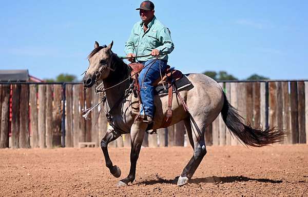 ranch-versatility-quarter-horse