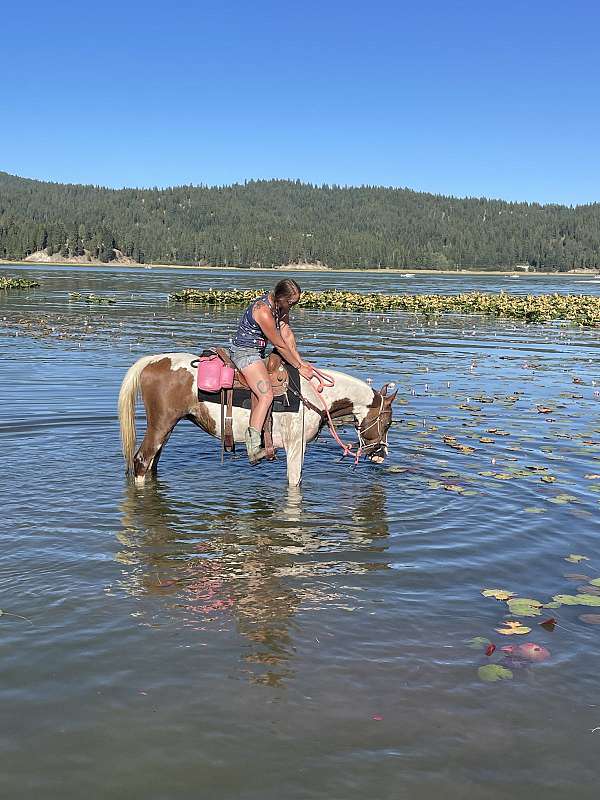 half-arabian-gelding