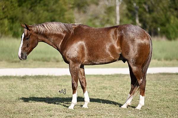 athletic-quarter-horse