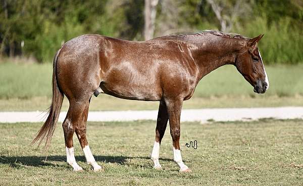 calf-roping-quarter-horse