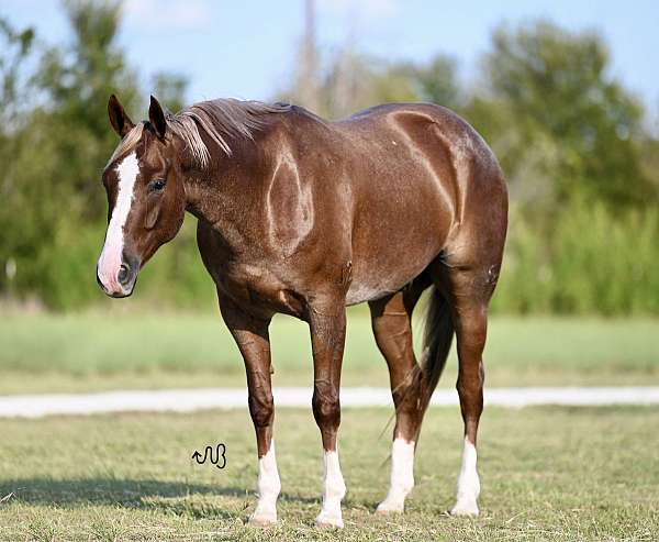 flashy-quarter-horse