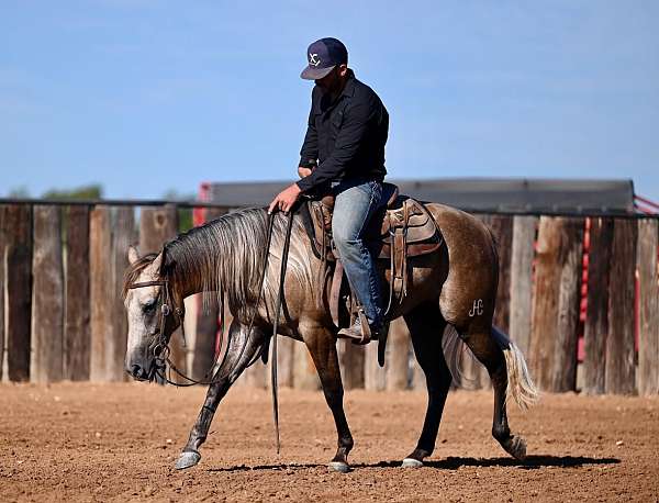 athletic-quarter-horse