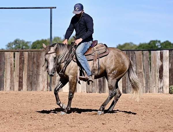 calf-roping-quarter-horse