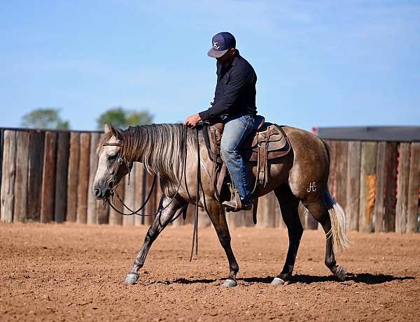 flashy-quarter-horse