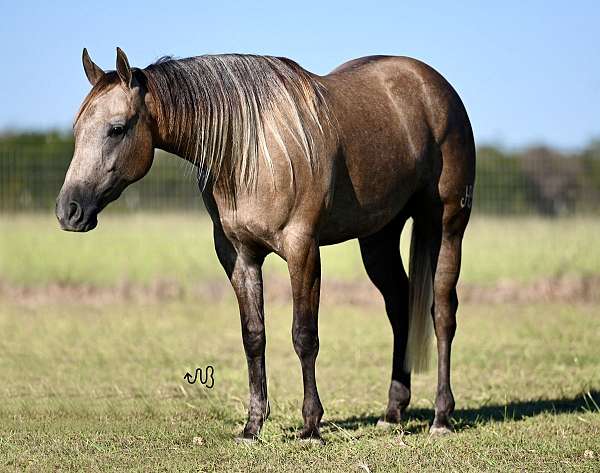 husband-safe-quarter-horse