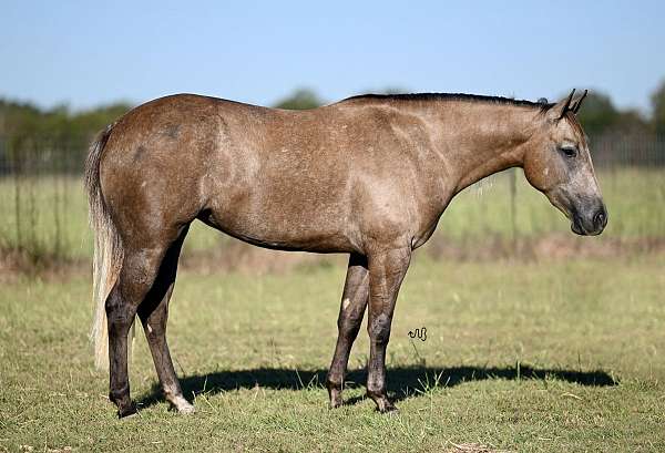 ranch-versatility-quarter-horse