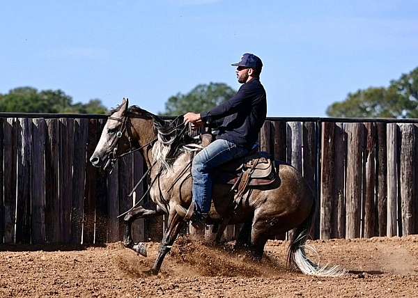 roping-quarter-horse