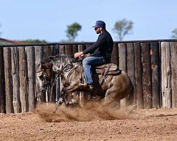 show-quarter-horse