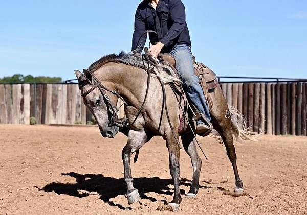 trail-riding-quarter-horse