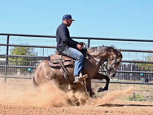 western-riding-quarter-horse