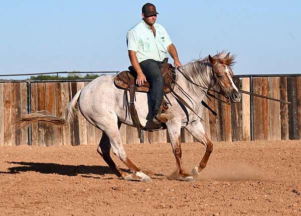 calf-roping-quarter-horse