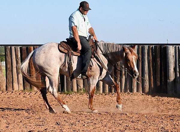 athletic-quarter-horse