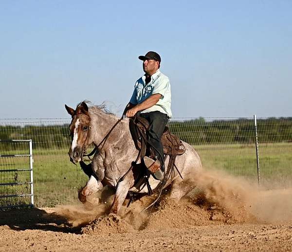 flashy-quarter-horse