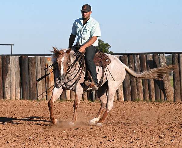 husband-safe-quarter-horse