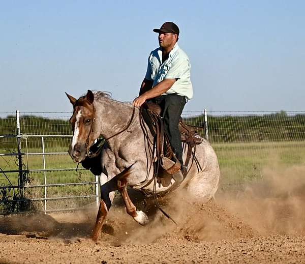 ranch-versatility-quarter-horse