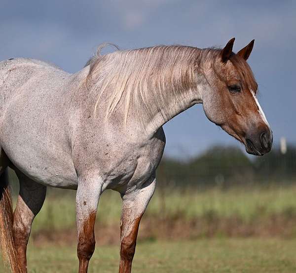 ranch-work-quarter-horse