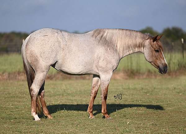 roping-quarter-horse