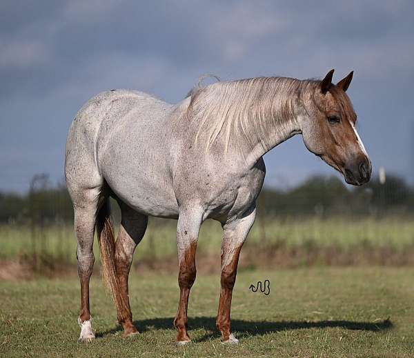 show-quarter-horse