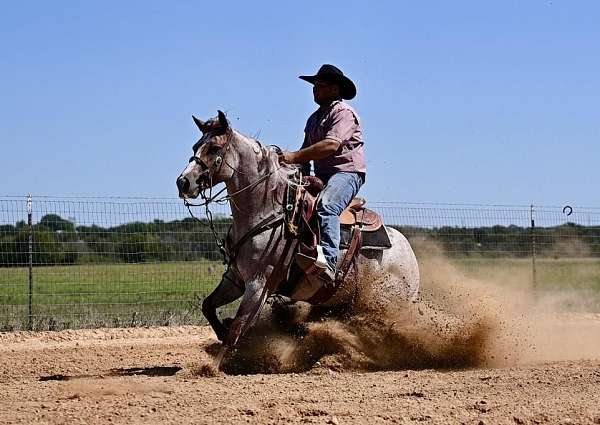 western-riding-quarter-horse