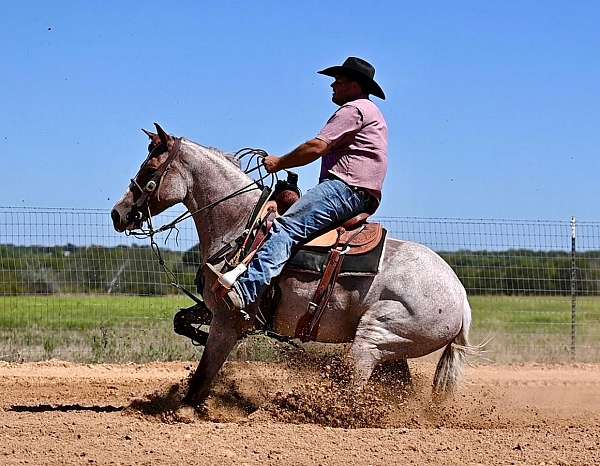 working-cow-quarter-horse