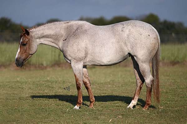 trail-riding-quarter-horse