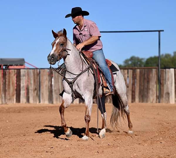 working-cattle-quarter-horse