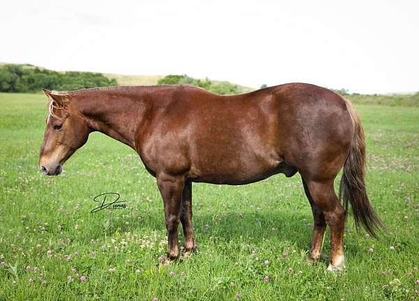 barrel-racing-quarter-pony