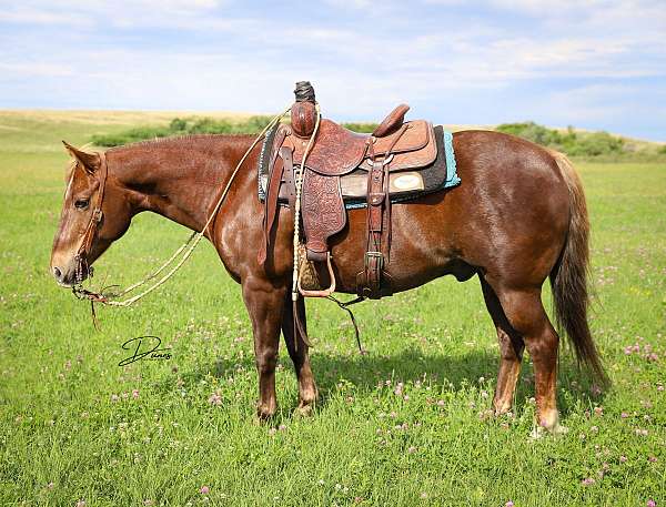 calf-roping-quarter-pony