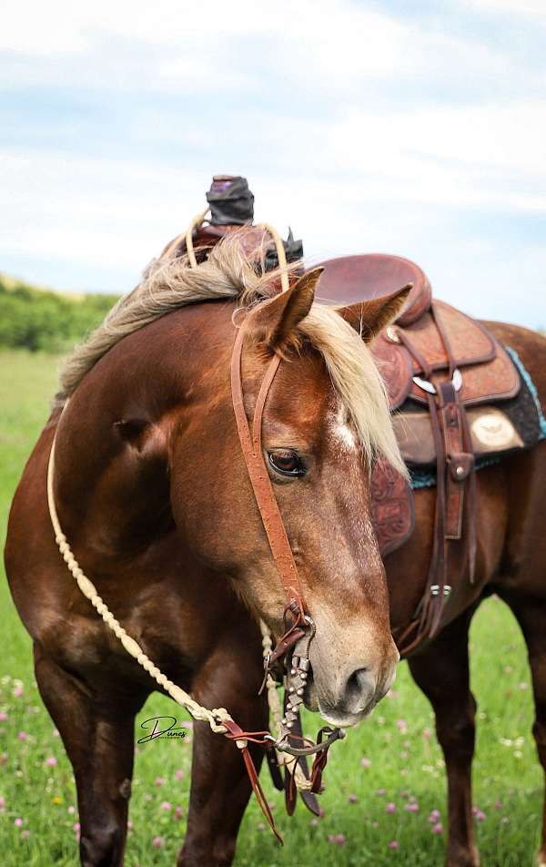 performance-quarter-pony