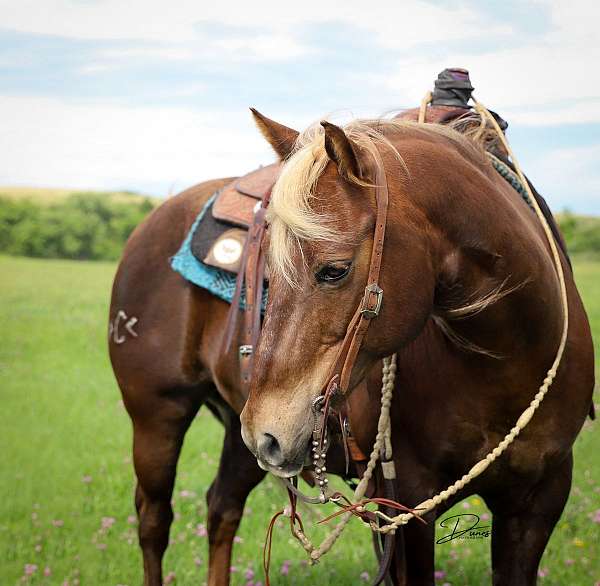 ranch-versatility-quarter-pony