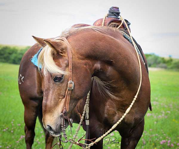 ranch-work-quarter-pony