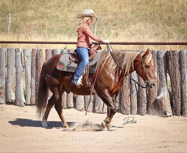 team-penning-quarter-pony