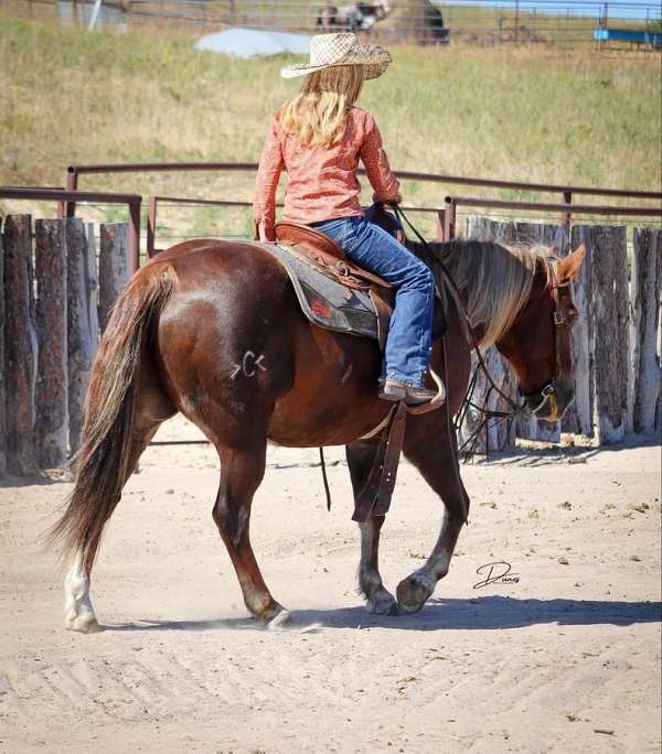 trail-riding-quarter-pony