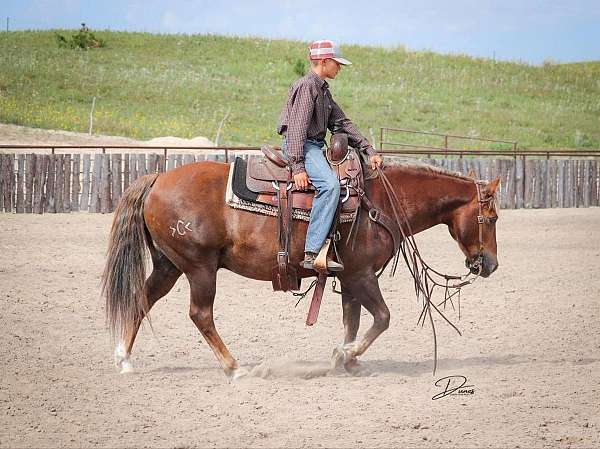 western-riding-quarter-pony