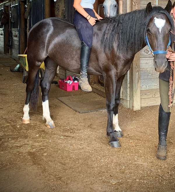 brown-cross-pony