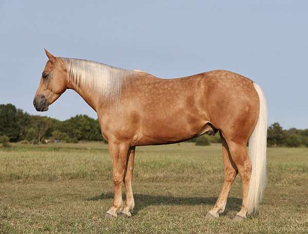 athletic-quarter-horse