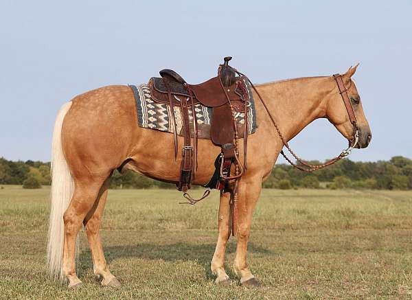 husband-safe-quarter-horse