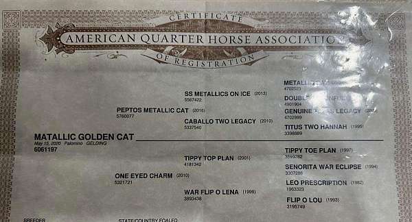 ranch-versatility-quarter-horse