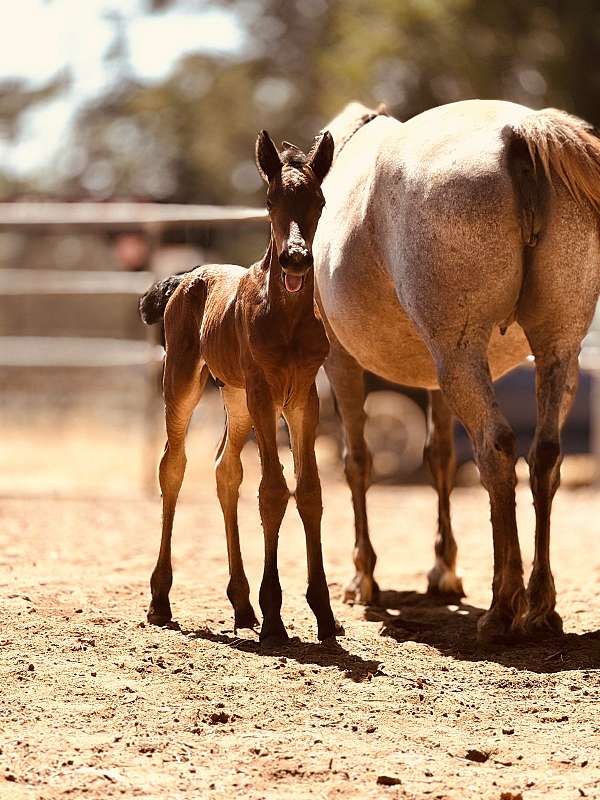 cross-halter-friesian-mustang-horse