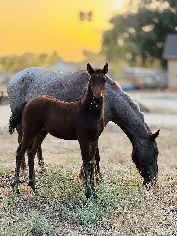 cross-halter-friesian-mustang-horse