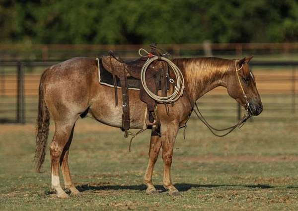 athletic-quarter-horse