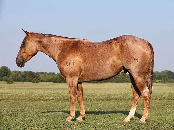 calf-roping-quarter-horse